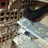 کفتر|پرنده|کهریزک, |دیوار