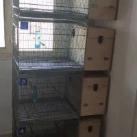 لانه لونه گرینچیک راهب چوب روس|لوازم جانبی حیوانات|پاکدشت, پاکدشت (مامازند)|دیوار