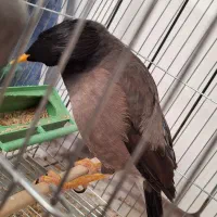 مینا سخنگو دستی|پرنده|زاهدان, |دیوار