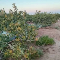 باغ پسته فروشی ۲ ساعت فیض اباد مه ولات|فروش دفتر صنعتی، کشاورزی، تجاری|بیرجند, |دیوار