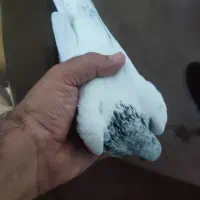 کبوتر