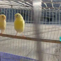 قناری فروشی