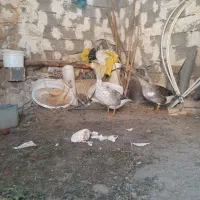 غاز|حیوانات مزرعه|جعفرآباد, |دیوار