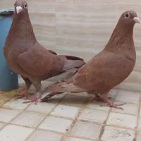 سرخ کرمونی و ساده سیاه