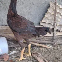 ماده مرغ دشتیاری