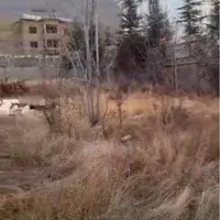 تهاتر 2000 زمین در بکرترین منطقه لواسان|فروش زمین و ملک کلنگی|تهران, زعفرانیه|دیوار