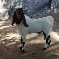 فروش چپش دورگه پاکستانی|حیوانات مزرعه|لار, |دیوار