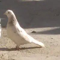گمشده