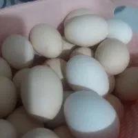 تخم مرغ محلی در مهران