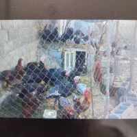 فروش بقلمون محلی وخروس محلی|حیوانات مزرعه|سرچهان, |دیوار