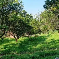 زمین باغی قادیکلای بزرگ رضوان ۸