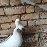 کفتر تهرانی