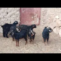 بره بزغاله ماشین پراید آگاهی را درست بخوانید|حیوانات مزرعه|گزیک, |دیوار