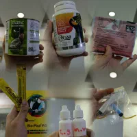 تعدادی جفت عروس هلندی مولد(همراه لوازم کامل)