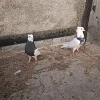 کبوتر طوقی|پرنده|ایذه, |دیوار