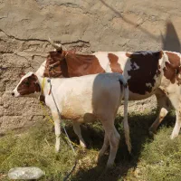 گاو  بزه میش