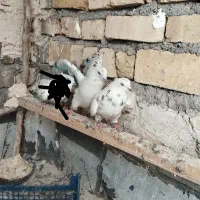 کبوتر|پرنده|قم, تعویض پلاک|دیوار