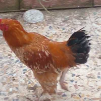 خروس لاری سنگین وزن