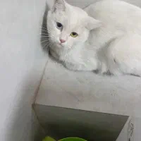 گربه پرشین چشم پیدا شده