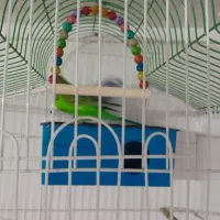 مرغ عشق با قفس و همه چیز|پرنده|بجنورد, |دیوار