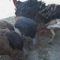 بوقلمون های جوان|حیوانات مزرعه|اصفهان, جلوان|دیوار