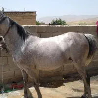 اسب مادیان|اسب و تجهیزات اسب‌سواری|ایلام, |دیوار