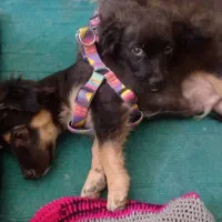 سگ اشپیتزو|سگ|فولادشهر, مسکن مهر فولادشهر|دیوار