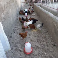 فروش نیمچه خروس و مرغ|حیوانات مزرعه|قم, سراجه (۱۵ خرداد)|دیوار