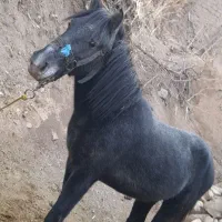 اسب|اسب و تجهیزات اسبسواری|خلخال, |دیوار