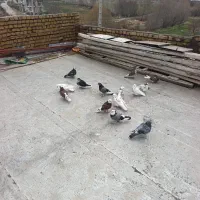 همه با هم هر خالی بخوای توشونه