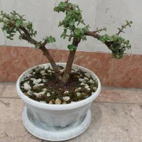بنسای خرفه