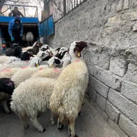 افشار دامدار نمونه عرضه گوسفند پرواری تهران|حیوانات مزرعه|تهران, سعادت‌آباد|دیوار