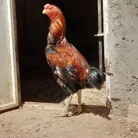 لاری|حیوانات مزرعه|تهران, بازار|دیوار