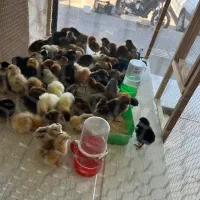 جوجه گلپایگان با کیفیت