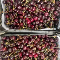 گیلاس نو برانه تازه و خوشمزه