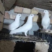 تهرانی زوردار|پرنده|سرپل ذهاب, |دیوار