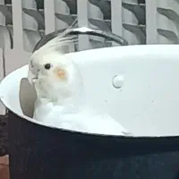 گمشده عروس هلندی|حیوانات|تهران, دکتر هوشیار|دیوار