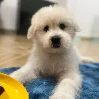 واگذاری شاه توله شیتزو نر دو ماهه