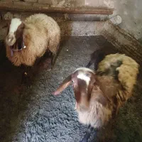 ۲تا میش وبره