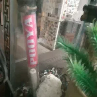 آکواریوم ماهی|ماهی|فردیس, نسترن غربی|دیوار