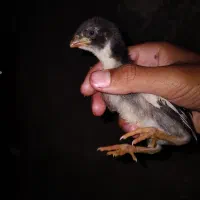 ۲ تا لاری اصل افغان