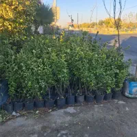 شمشاد طلائ|گل و گیاه طبیعی|ماهدشت, |دیوار