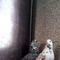 کفتر قاره پرشی|پرنده|ملایر, |دیوار