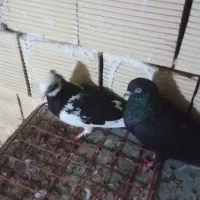 ۱۲عدد کیوتر توقی پرشی دوبر اصل به فروش|پرنده|آستارا, |دیوار