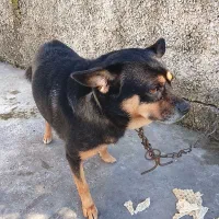 سگ پاکوتاه نژاد دار|سگ|نوشهر, |دیوار