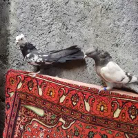 نروماده پر
