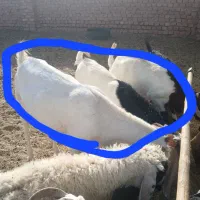 گوسفند