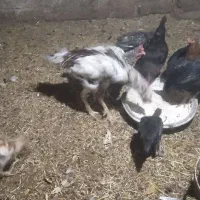 خروس لاری|حیوانات مزرعه|مریوان, |دیوار