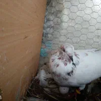 کبوتر املش|پرنده|املش, |دیوار