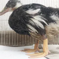 جوجه اردک ۳ماه